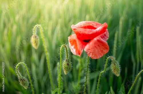 red poppy in the field