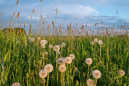 field of dandelions