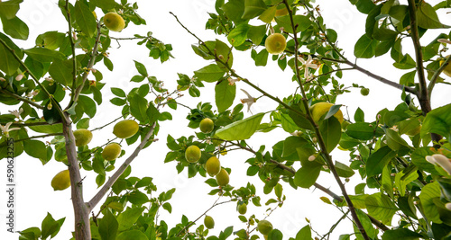 lemon tree in the detail - branches with lemon fruit