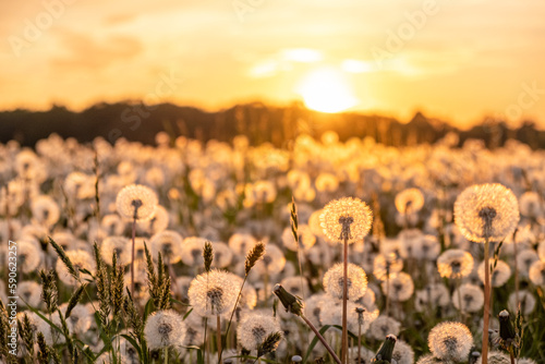 sunset on dandelion field