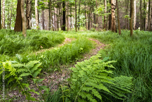 fern in the forest footpath