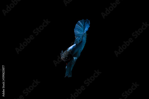 Blue Betta fish, Siamese fighting fish in movement isolated on black background. Fish Wallpaper