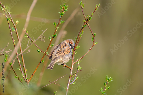 Сmall passer domesticus with brown plumage sitting on bush branch