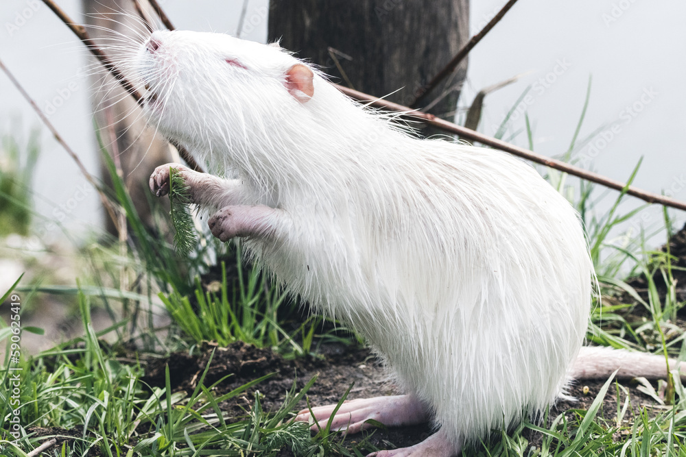 White young nutria. White nutria stands on its feet and smells something to eat. Albino nutria sniffs. White young nutria. White nutria stands on its feet and smells something to eat. Albino nutria sniffs.