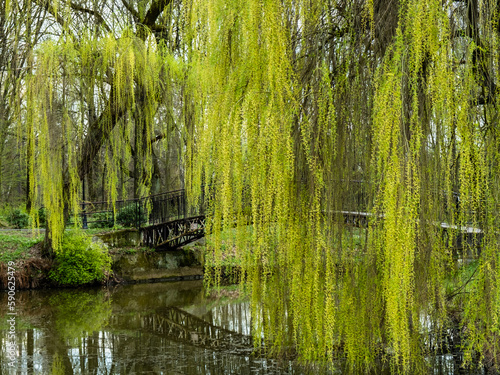 weeping willow by the pond in the park