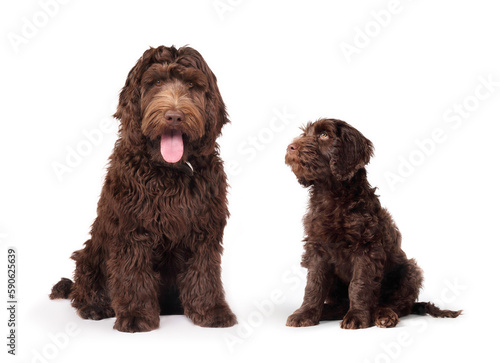 Puppy growth stage visualization or comparison. Full body of puppy dog sitting side by side with 2 months and 6 months of age. Female Australian Labradoodle, brown or chocolate. Selective focus.