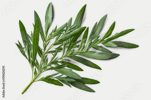 Tarragon leaves are isolated on a white backdrop using a clipping path. Generative AI