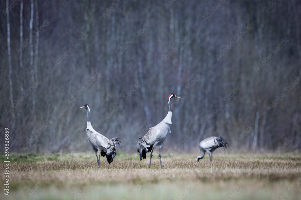 Wild common crane, grus grus, walking on hay field in spring nature. Large feathered bird landing on meadow from side view. Animal wildlife in wilderness Wild common crane, grus grus, walking on hay field in spring nature. Large feathered bird landing on meadow from side view. Animal wildlife in wilderness
