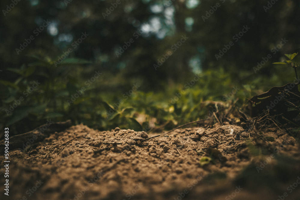 Fototapeta premium Soil and green plants