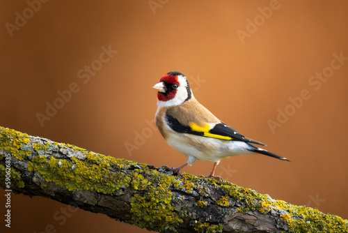 Bird Goldfinch Carduelis scarduelis , small amazing bird, winter time in Poland Europe
