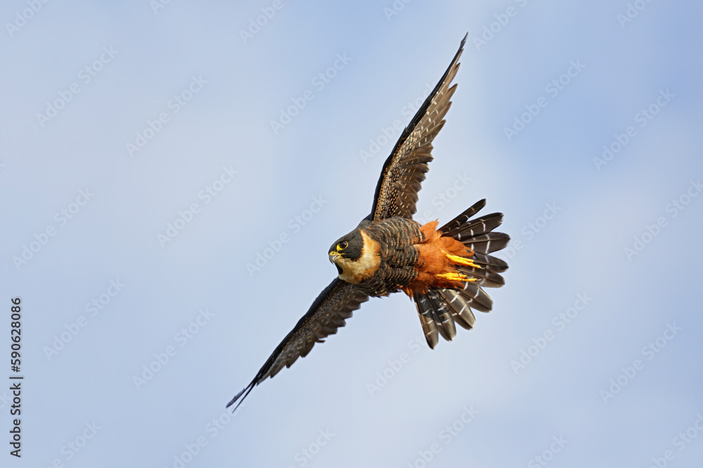 Fototapeta premium Bat Falcon flying