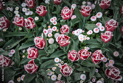Lacy purple Spring Tulips in full bloom