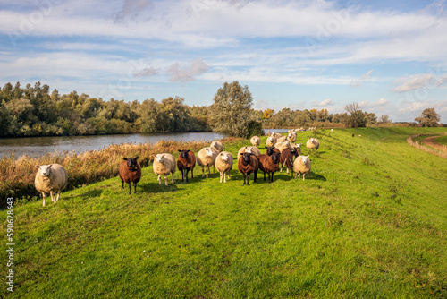 Herd of brown and white sheep stand on a dike along the water while curiously looking at the photographer. The photo was taken in a Dutch nature reserve on a sunny day in the autumn season.