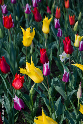 Fototapeta Naklejka Na Ścianę i Meble -  campo di tulipani colorati
