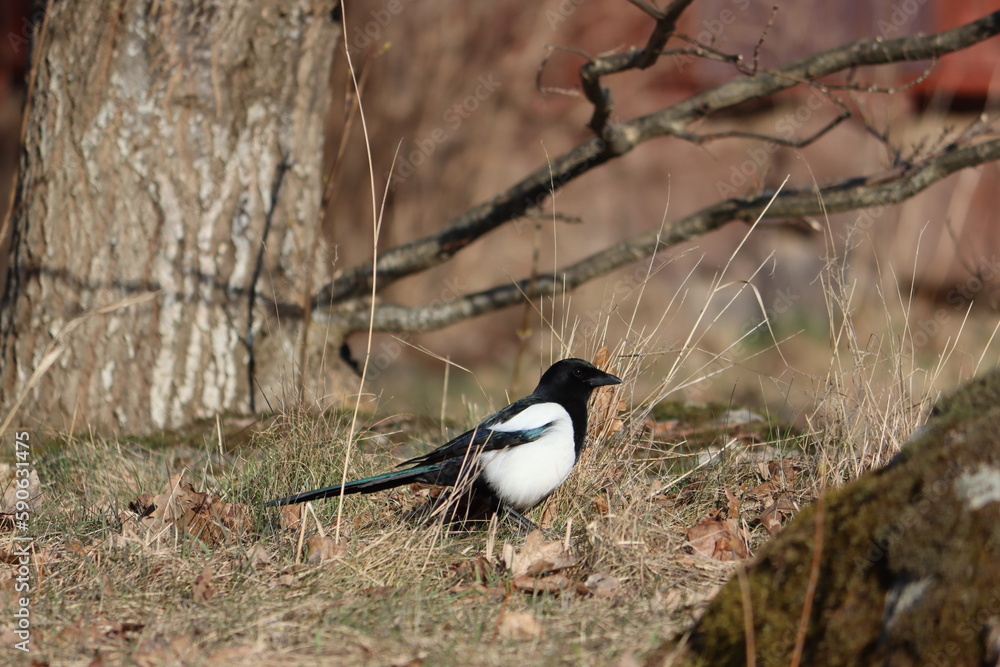 Sweden. The Eurasian magpie or common magpie (Pica pica) is a resident breeding bird throughout the northern part of the Eurasian continent. Sweden. The Eurasian magpie or common magpie (Pica pica) is a resident breeding bird throughout the northern part of the Eurasian continent.