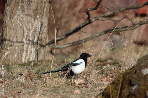 Sweden. The Eurasian magpie or common magpie (Pica pica) is a resident breeding bird throughout the northern part of the Eurasian continent. © Andrii