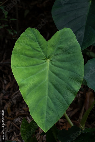 Closeup on a Taioba leaf, a large tropical plant shaped as a heart