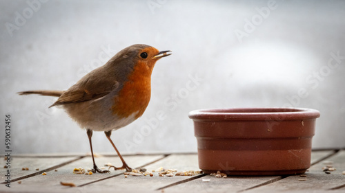 European Robin