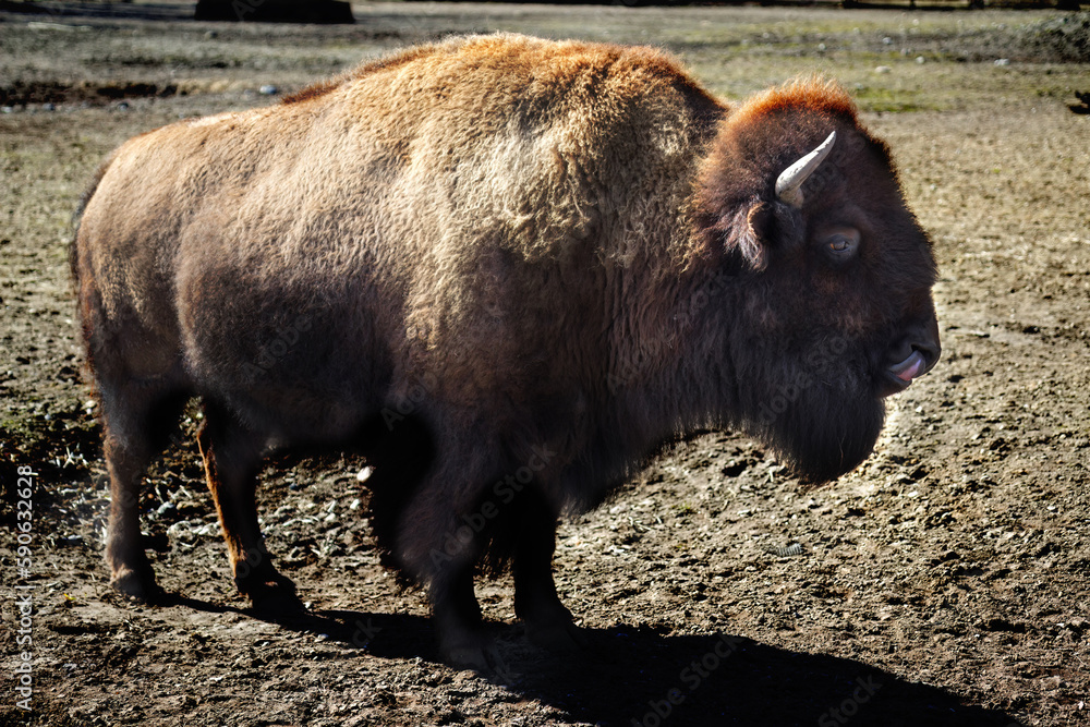 The American bison or simply bison. The American bison or simply bison.