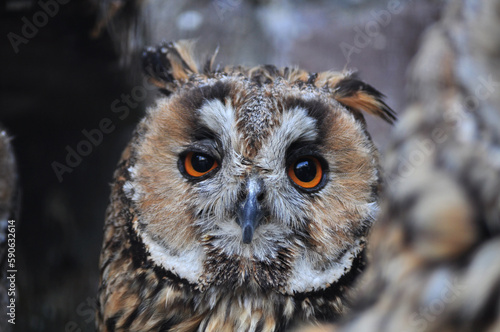 Long-eared owl (Asio otus) portrait