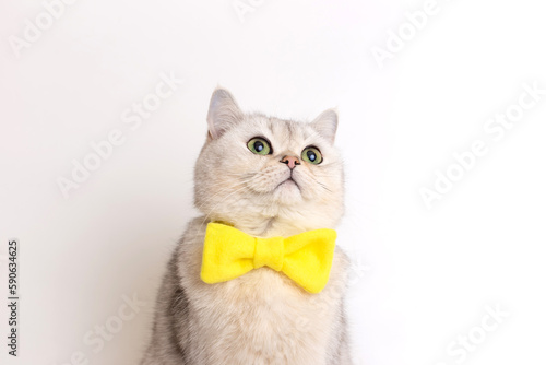 Funny cute white cat in yellow bow tie, on a white background © Natasha 