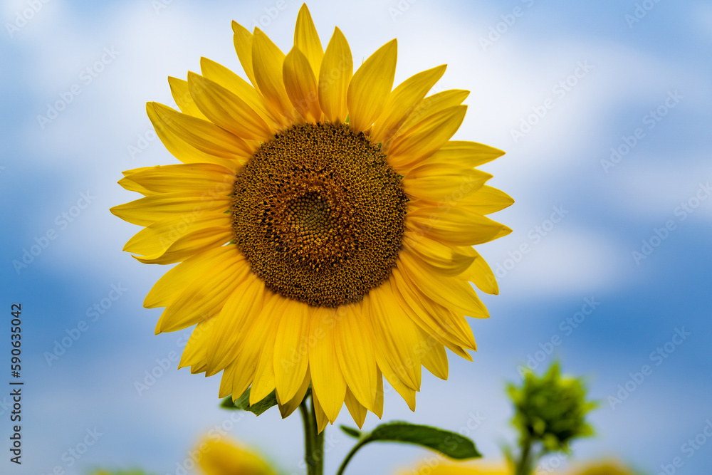 Sunflowers are Growing on the Big field. Wonderful view field of sunflowers by summertime. Sunflower is a popular field planted for vegetable oil production. Close up. Selective focus Sunflowers are Growing on the Big field. Wonderful view field of sunflowers by summertime. Sunflower is a popular field planted for vegetable oil production. Close up. Selective focus