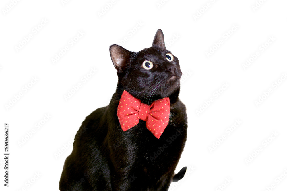 Elegant Chubby Black Cat Wearing a Red Bow Tie, Looking Up, PNG Transparent Background