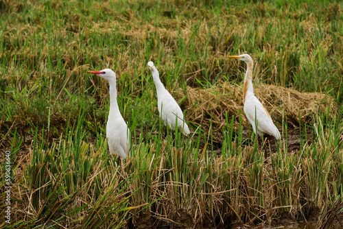 cranes looking for food in the fields