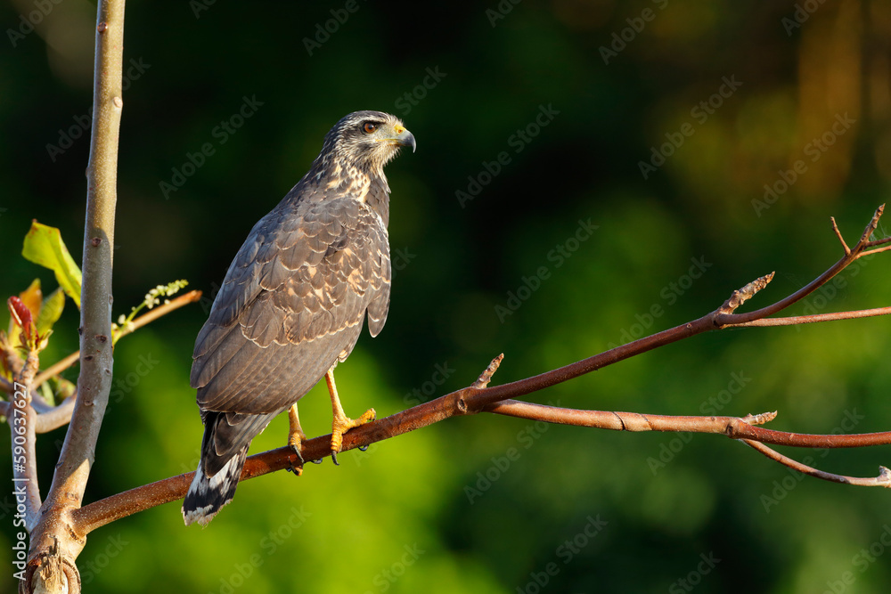 Juvenile Common Black Hawk perching on a branch Juvenile Common Black Hawk perching on a branch