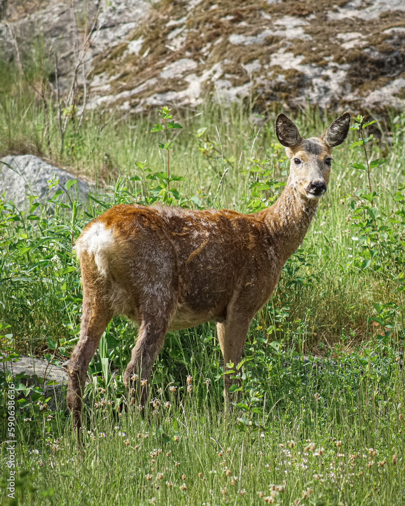 white deer