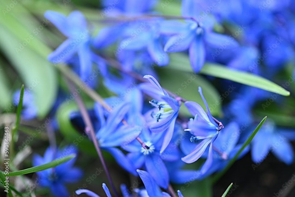 bouquet of blue snowdrops. spring symbol. primrose. bouquet of blue snowdrops. spring symbol. primrose.