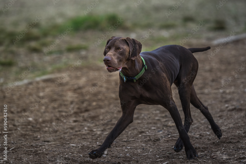 2023-03-19 A DARK BROWN HUNTING DOG RUNNING ON A PATH AT A OFF LEASH DOG PARK IN REDMOND WASHINGTON