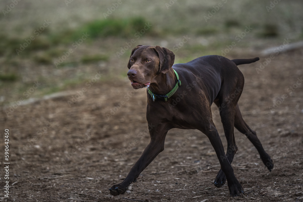2023-03-19 A DARK BROWN HUNTING DOG RUNNING ON A PATH AT A OFF LEASH DOG PARK IN REDMOND WASHINGTON 2023-03-19 A DARK BROWN HUNTING DOG RUNNING ON A PATH AT A OFF LEASH DOG PARK IN REDMOND WASHINGTON