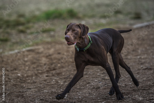 2023-03-19 A DARK BROWN HUNTING DOG RUNNING ON A PATH AT A OFF LEASH DOG PARK IN REDMOND WASHINGTON