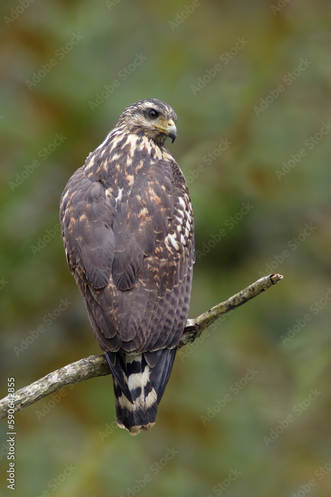 Common Black Hawk Common Black Hawk