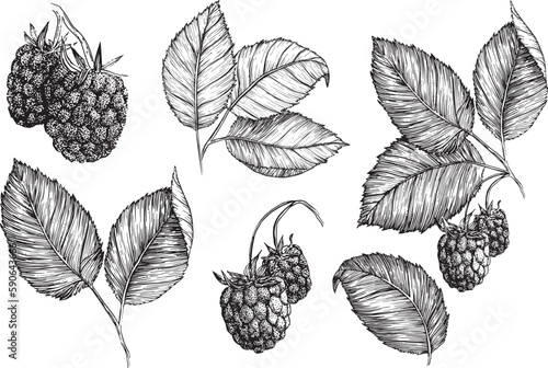 Vector raspberry set isolated on white background. Raspberries fruits, raspberry leaves and twigs, sketch style clipart set. Retro sketch style vector eco food illustration