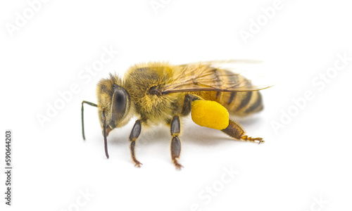 western honey bee or European honey bee - Apis mellifera - closeup side front view showing pollen basket, corbicula or scopae on the tibia on the hind legs isolated on white background photo