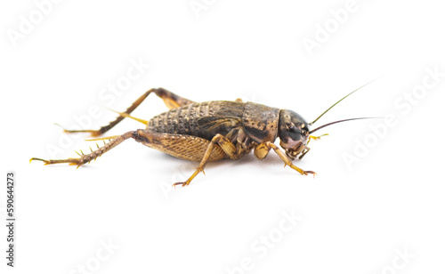 Black and brown wild Field Cricket - Gryllus - side profile view isolated on white background © Chase D’Animulls