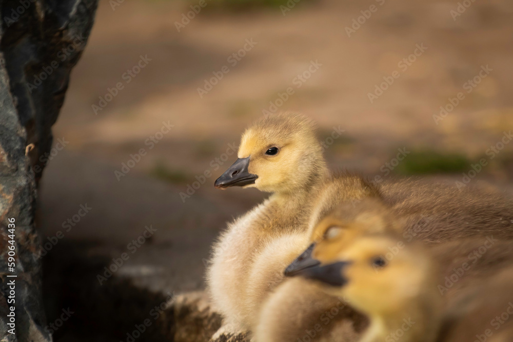 Obraz premium A little Canadian Goose Gosling on a ponds shoreline