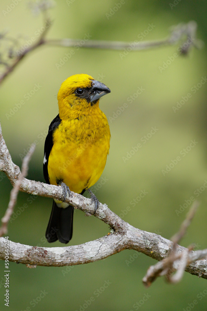 Naklejka premium Black-thighed Grosbeak