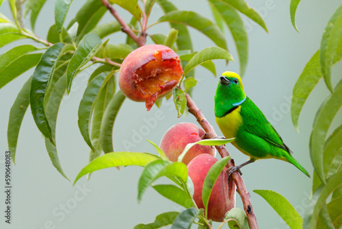 Golden-browed Chlorophonia photo