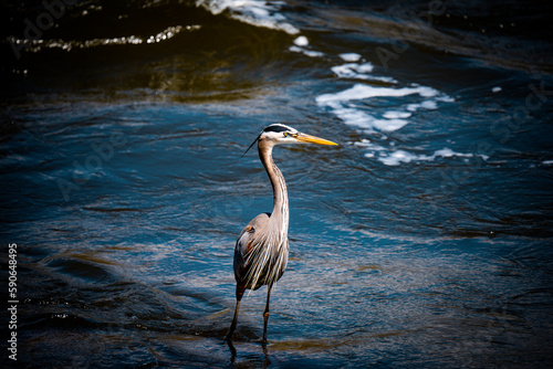 Obraz na płótnie great heron