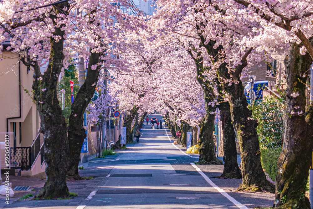Obraz premium 桜並木が続く郊外の住宅地