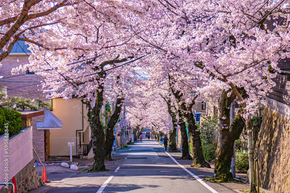 Fototapeta premium 桜並木が続く郊外の住宅地