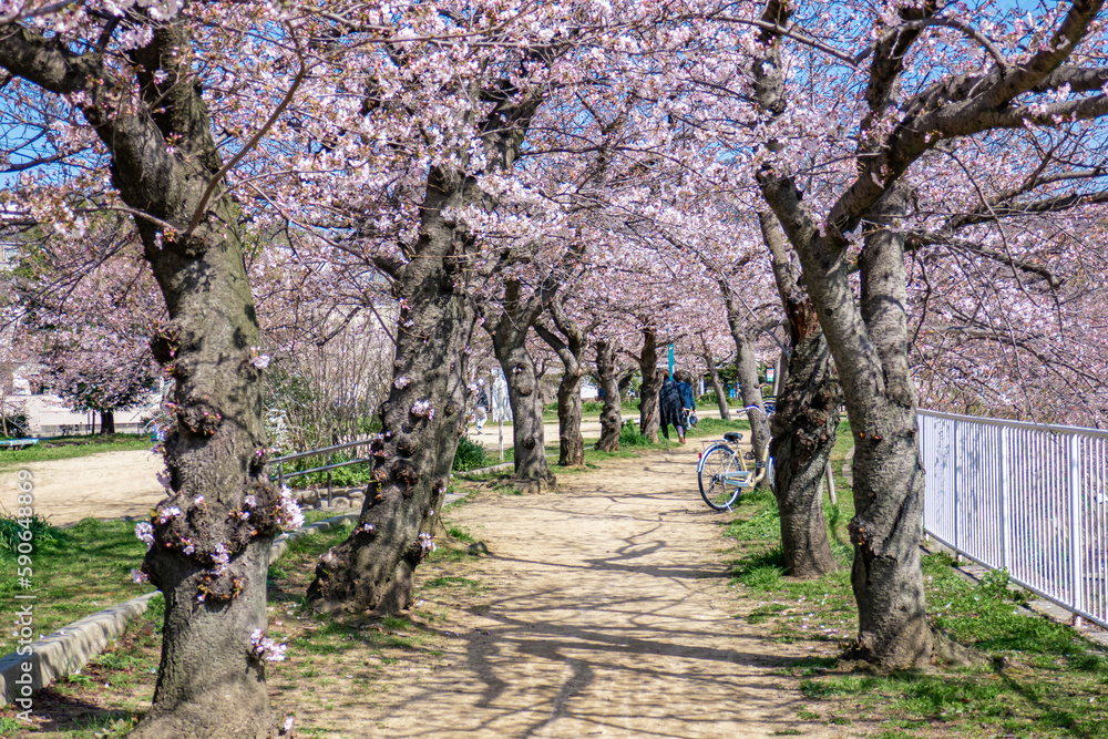 桜のある公園