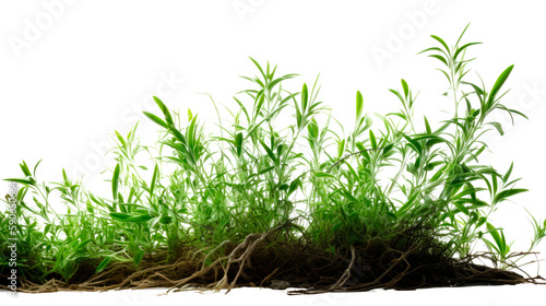 Green grass border, isolated transparent background, green decor, flowers, Generative AI