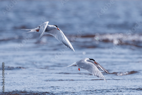 Common terns competing in fishing tiny fish on a lake at the end of April in Western Finland.