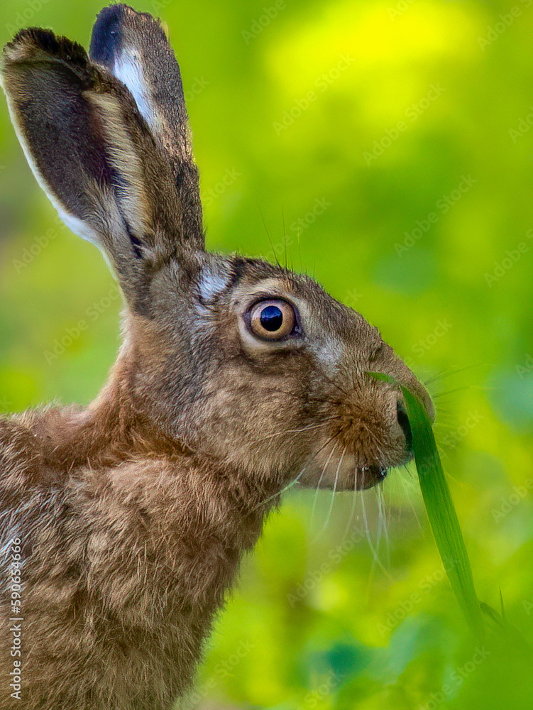 Fototapeta premium rabbit in the grass