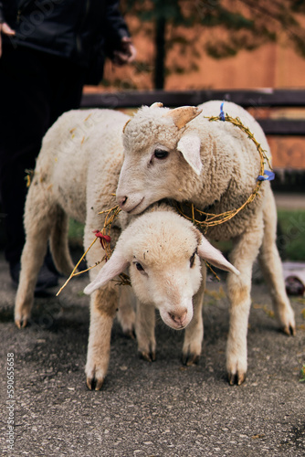 Cute baby sheep lambs in the park © Jovan