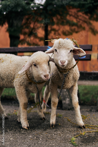 Fototapeta Naklejka Na Ścianę i Meble -  Cute baby sheep lambs in the park